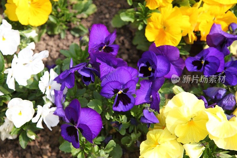 花坛的Viola cornuu - ta紫罗兰三色堇花